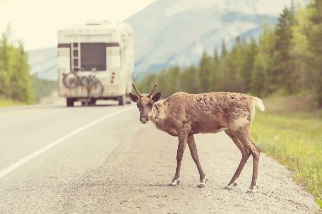 RV Camping Near Living Treasures Animal Park