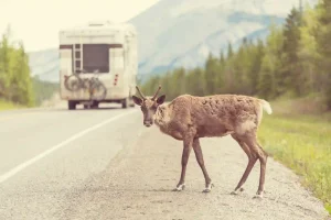 RV Camping Near Living Treasures Animal Park